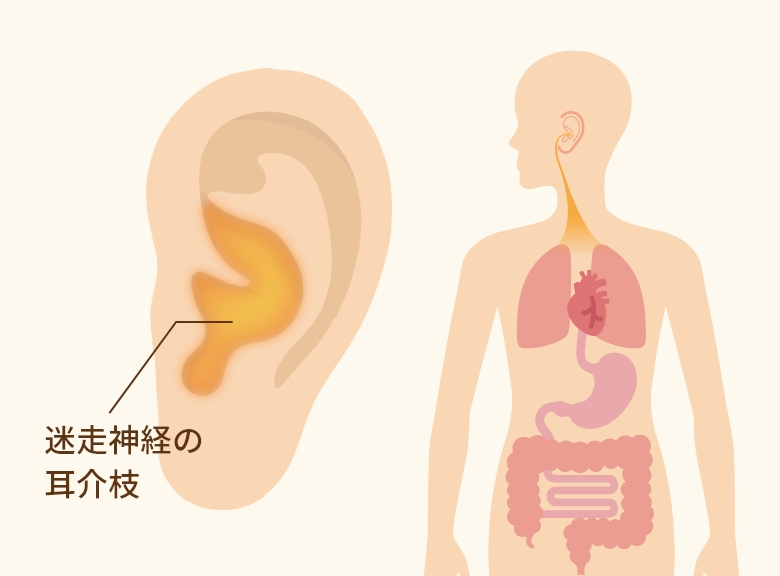 迷走神経の耳介枝