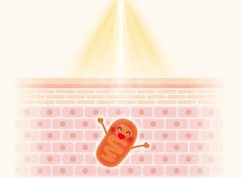 光生体調節のイメージ