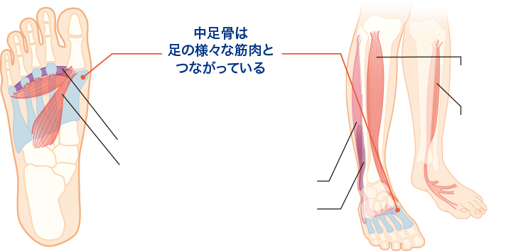 中足骨を動かして足の疲れを解消 ファイテン式 中足骨マッサージ とは 製品情報 Phiten Life Technology ファイテン ライフテクノロジー